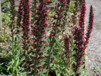 Echium russicum