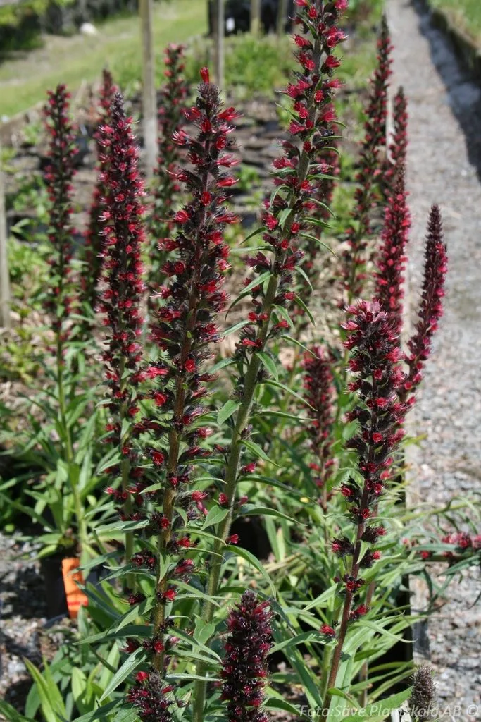 Echium russicum