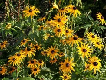 Rudbeckia fulgida var. sullivantii 'Goldsturm'