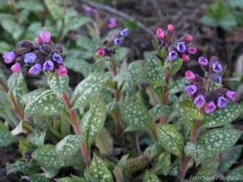 Pulmonaria saccharata 'Mrs Moon'