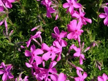 Phlox subulata 'Mc Daniels Cushion'