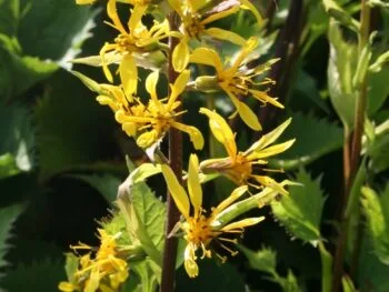 Ligularia stenocephala 'The Rocket'