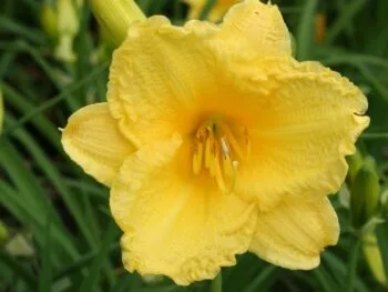 Hemerocallis 'Happy Returns'