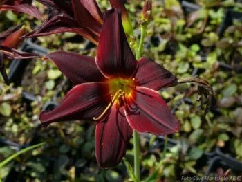 Hemerocallis 'American Revolution'