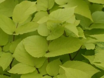 Aralia cordata 'Sun King'