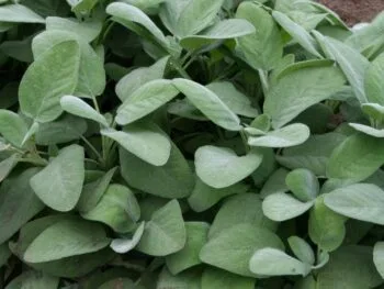 Salvia officinalis 'Berggarten'