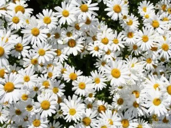 Leucanthemum superbum 'Dwarf Snow Lady'