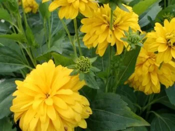 Rudbeckia laciniata var. hortensia 'Goldquelle'