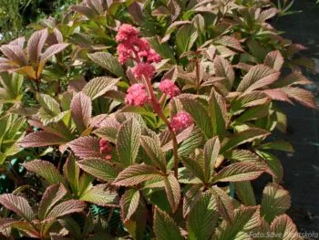 Rodgersia pinnata 'Chocolate Wings'