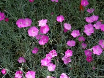Dianthus Gratianopolitanus-gruppen 'Feuerhexe'