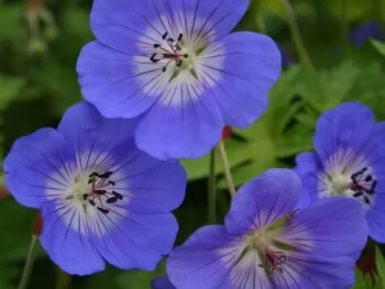 Geranium 'Rozanne'