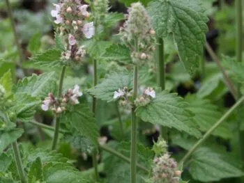 Nepeta cataria