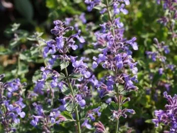 Nepeta x faassenii 'Junior Walker'