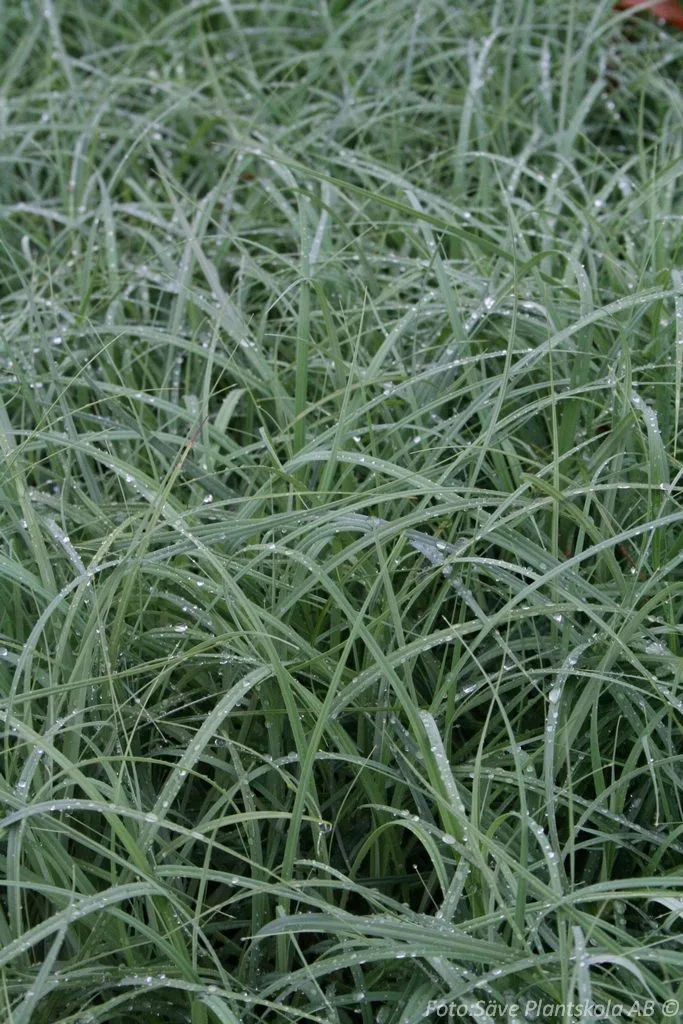 Carex flacca 'Blue Zinger'