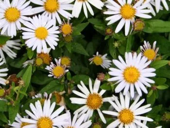 Kalimeris incisa 'Madiva'