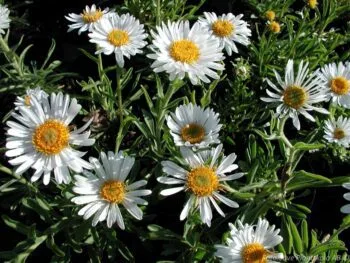 Aster alpinus 'Albus'