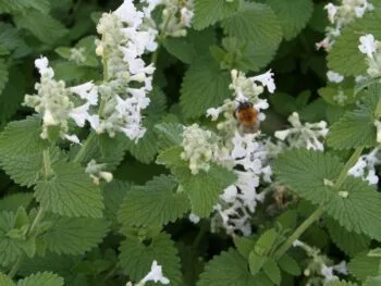 Nepeta racemosa 'Snowflake'