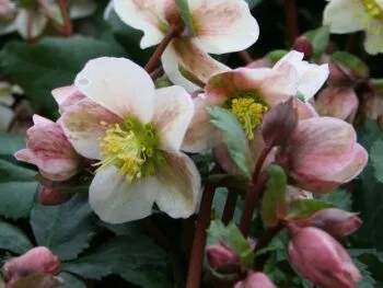 Helleborus x ericsmithii 'Pirouette'