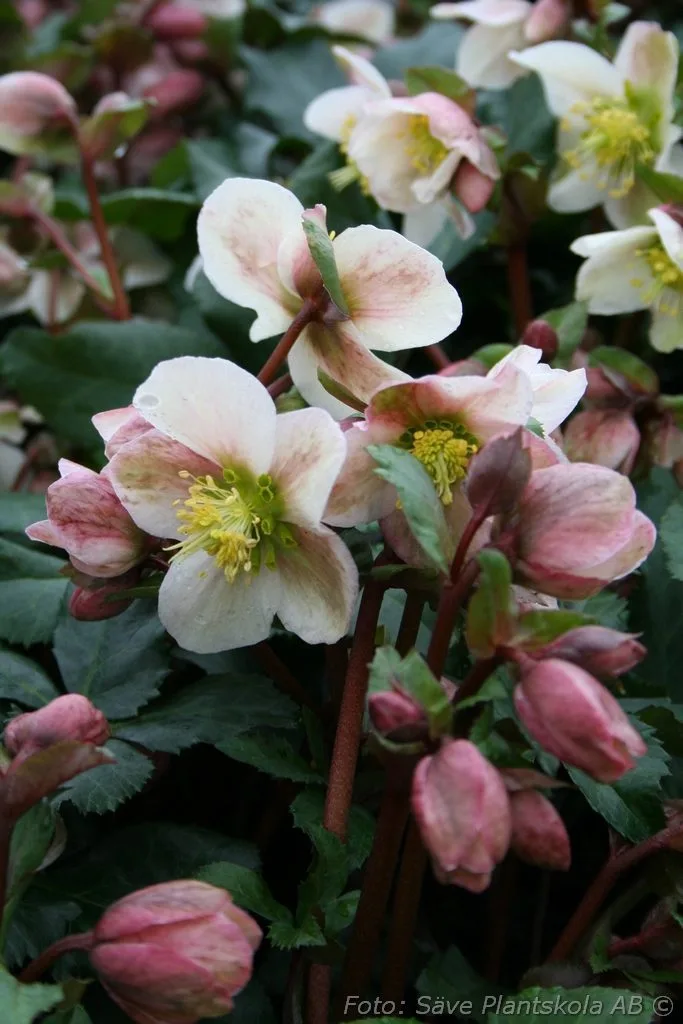 Helleborus x ericsmithii 'Pirouette'