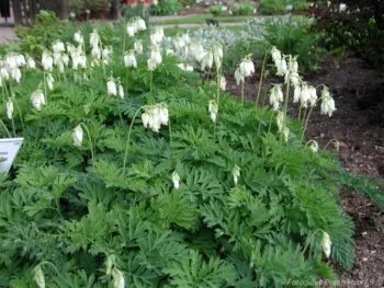 Dicentra formosa 'Aurora'