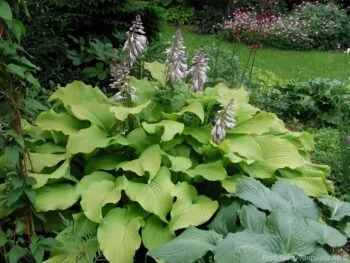 Hosta 'Sum and Substance'