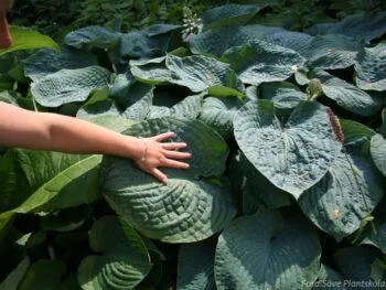 Hosta sieboldiana 'Elegans'