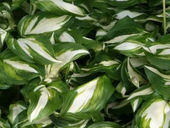 Hosta 'Night Before Christmas'