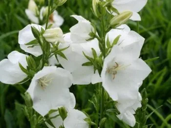 Campanula persicifolia 'Alba'