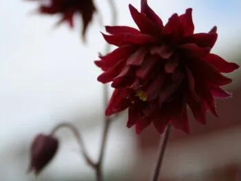 Aquilegia vulgaris 'Ruby Port'