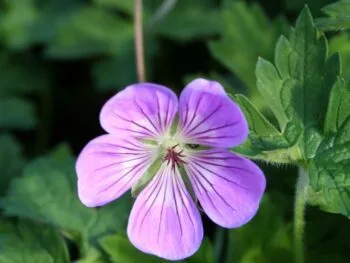 Geranium 'Sylvia's Surprise'
