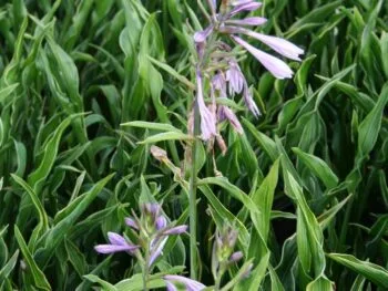 Hosta 'Praying Hands'