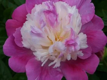 Paeonia lactiflora 'Gay Paree'