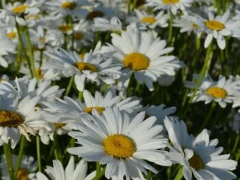 Leucanthemum superbum 'Bröllopsgåvan'