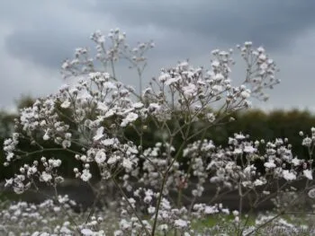 Gypsophila paniculata