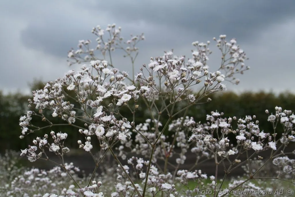 Gypsophila paniculata