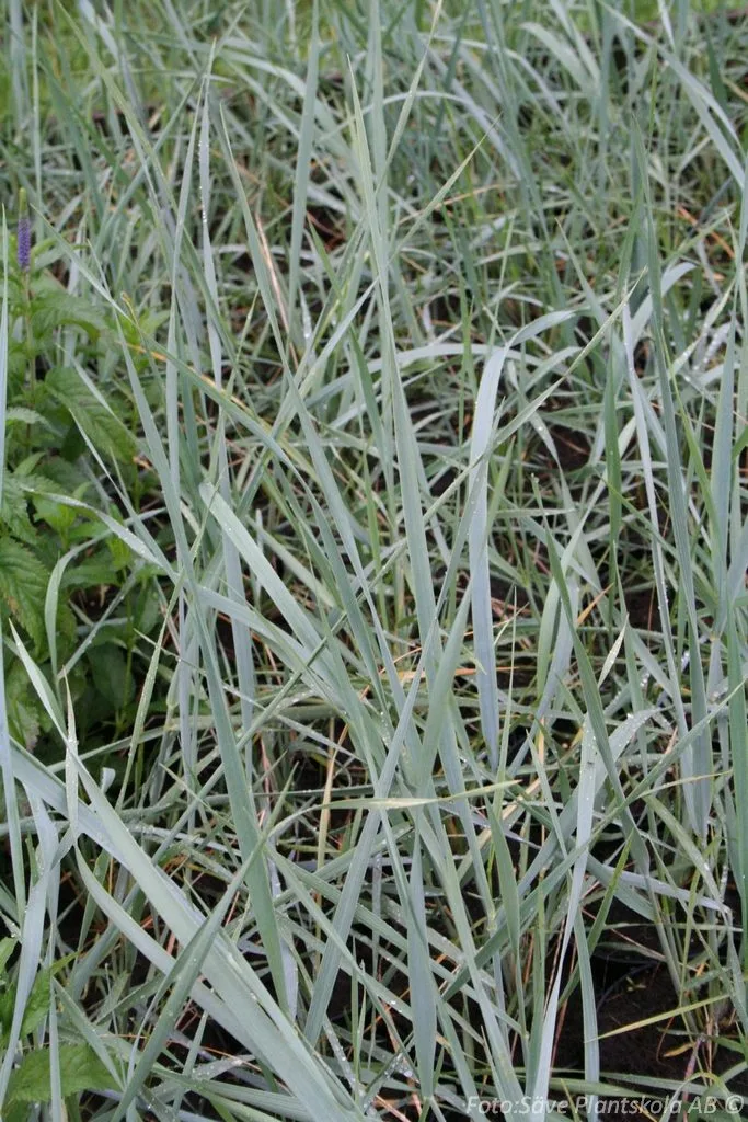 Elymus arenarius 'Blue Dune'