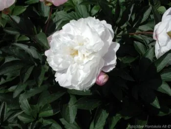 Paeonia lactiflora 'Shirley Temple'