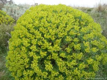 Euphorbia palustris