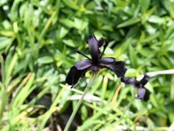 Iris chrysographes 'Black Form'