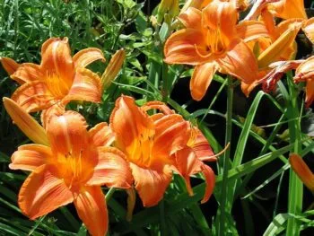 Hemerocallis 'Rocket City'
