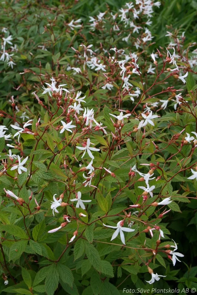 Gillenia trifoliata