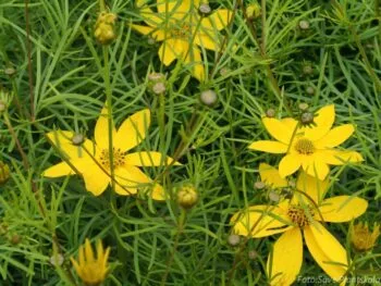 Coreopsis verticillata 'Zagreb'