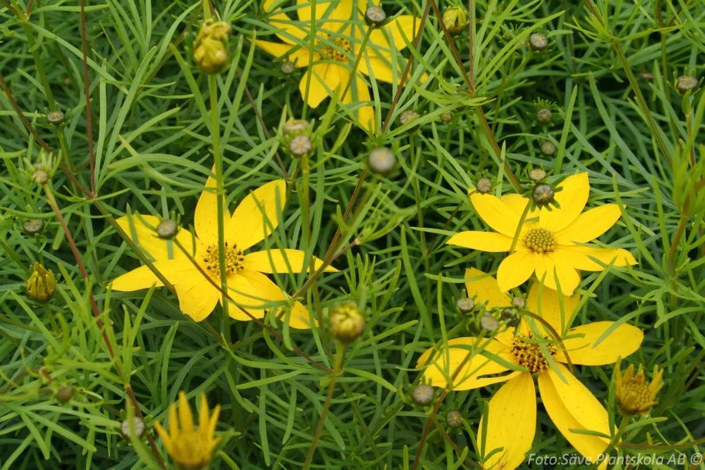 Coreopsis verticillata 'Zagreb'