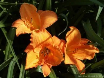 Hemerocallis 'Mauna Loa'