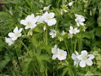 Geranium maculatum 'Album'