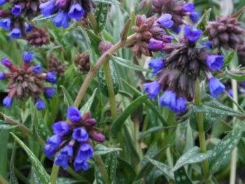 Pulmonaria longifolia 'E.B. Anderson'