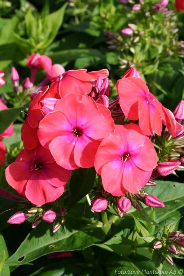 Phlox paniculata 'Coral Flame'