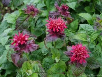 Monarda 'Fireball'