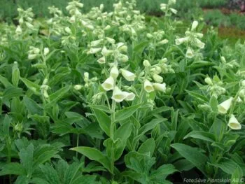 Digitalis grandiflora 'Creme Bell'