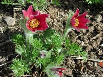 Pulsatilla vulgaris 'Röde Klocke'